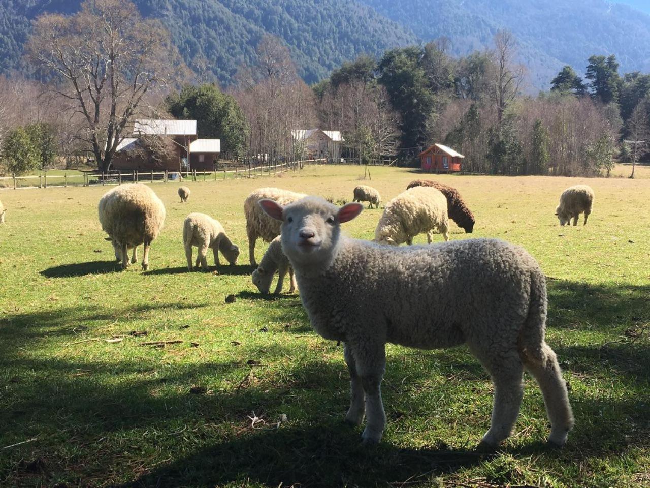 Cabañas Los Canelos Pucon, Hermosa Granja de 20 hectaréas a orillas del Río Liucura Exterior foto