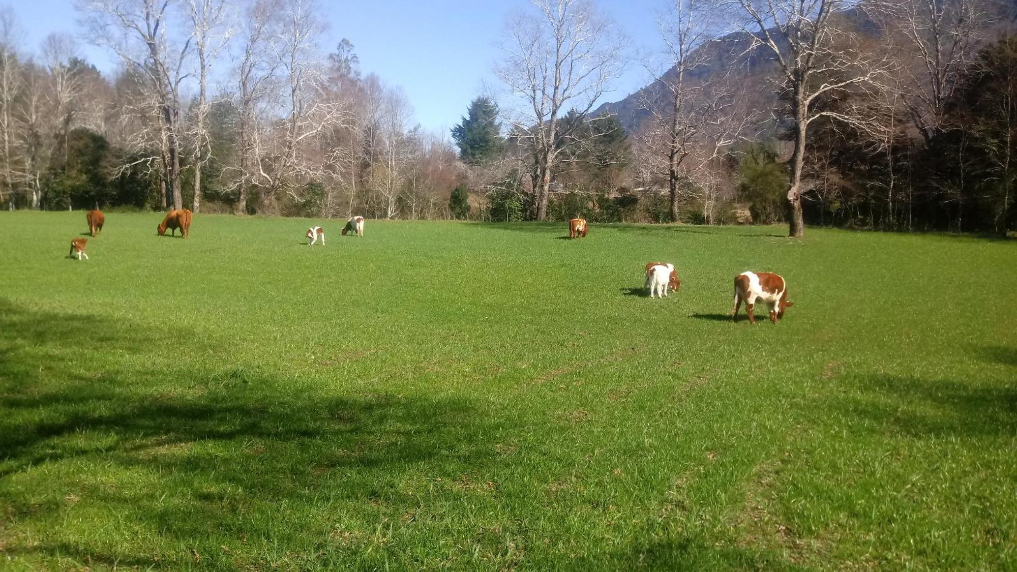 Cabañas Los Canelos Pucon, Hermosa Granja de 20 hectaréas a orillas del Río Liucura Quarto foto